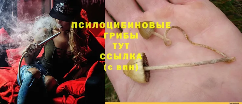 Псилоцибиновые грибы Cubensis  Тюкалинск 